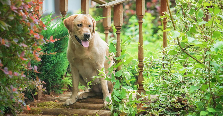 dog having meloxicam