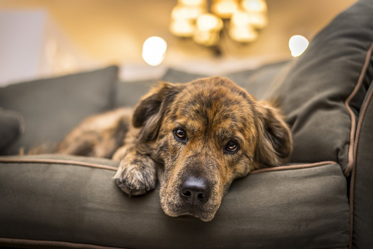 dog laying down