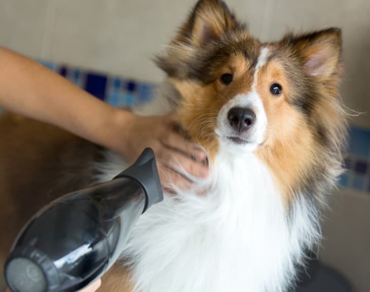 dog dryer