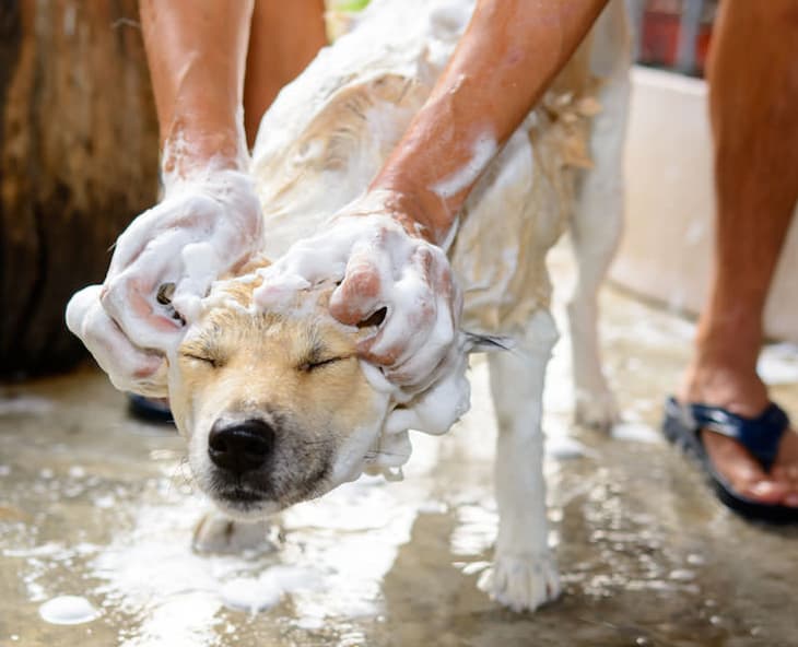 bathing and brushing pets