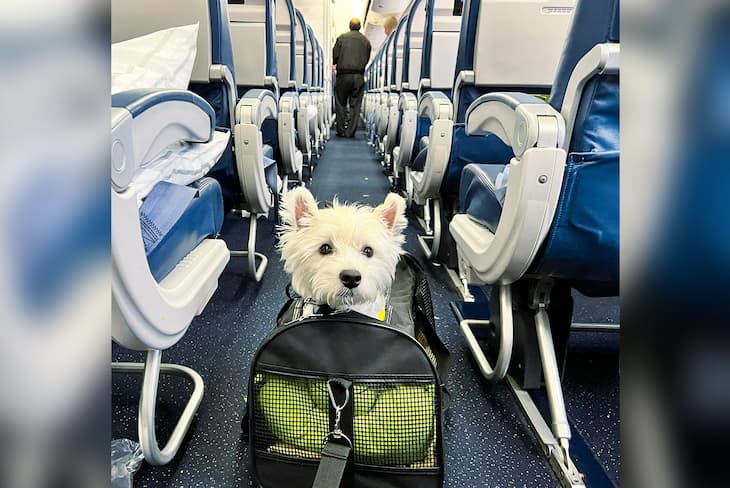 Carriers Designed for Air Travel for dogs?