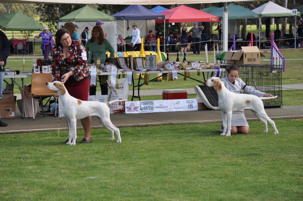 dog show competition